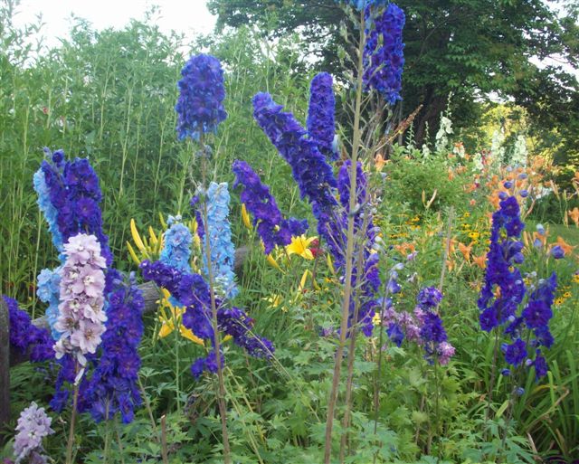 Delphinium